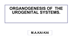L10 Urogenital system