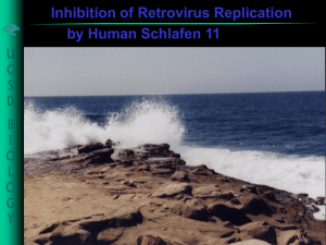 Inhibition of Retrovirus Replication by Human Schlafen 11