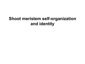Meristem organization and identity