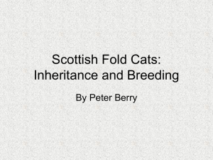 Scottish Fold Cats Presentation