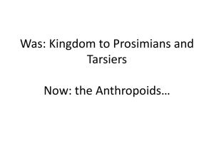 5-381-anthropoids