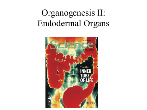 Organogenesis II: Endodermal Organs Branching Morphogenesis