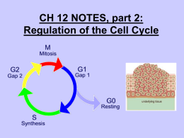 6: THE CELL CYCLE WORKSHEET