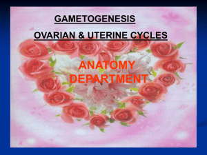 1-gametogenesis
