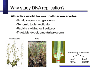 Why Study DNA Replication