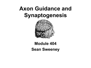 Axon guidance and synaptic development