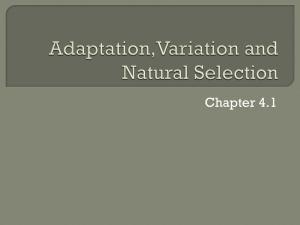 Adaptation,mutation and natural selection