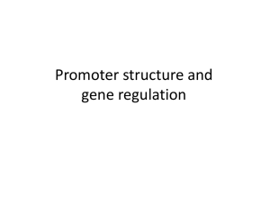 Promoter structure and gene regulation