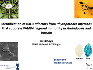 Phytophthora infestans