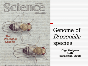 Genome of Drosophila species