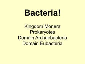 Bacteria! Kingdom Monera Prokaryotes Domain