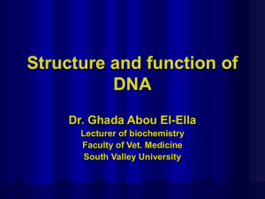 Structure and function of DNA