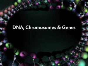 DNA, Chromosomes & Genes - Science