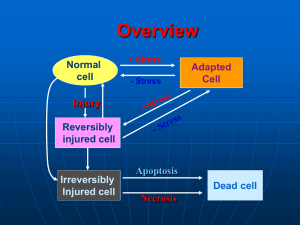 Cell Injury and Cell Death
