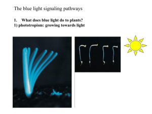 What does blue light do to plants?