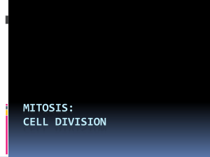 Mitosis Review Powerpoint