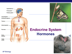 Endocrine System - Glasgow Independent Schools