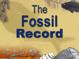 Fossil Record - Wesley Grove Chapel