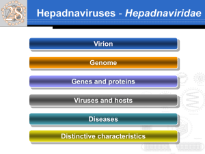 Hepadnaviruses