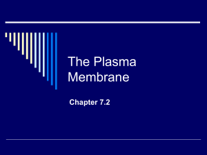 The Plasma Membrane