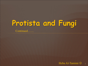 Protista & Fungi