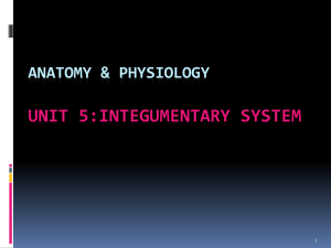 File - Anatomy & Physiology