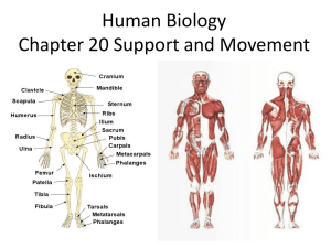 PowerPoint Presentation - Human Biology Chapter 20 Support and
