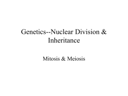 Worksheets Mitosis Sequencing Worksheet cell cycle and mitosis sequencing cells meiosis