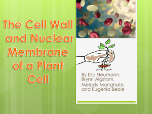Cell powerpoint