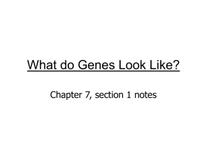 What do Genes Look Like