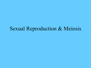 II. Sexual Reproduction & Meiosis