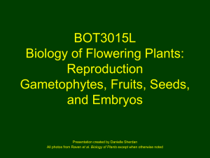 Chapter 3 BOT3015L Biology of Flowering Plants: Reproduction