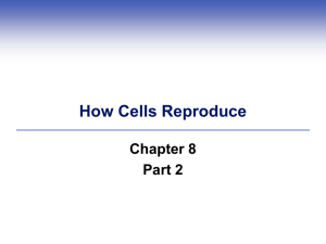 Chapter 8 part Meiosis