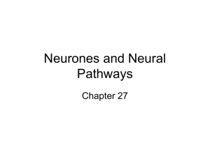 Ch 27 Neurones and Neural Pathways