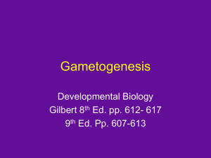 Gametogenesis - bthsresearch