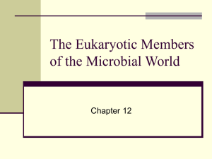 Eukaryotic Members of the Microbial World