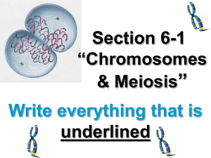 Chromosomes & Meiosis