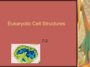 7-2 Eukaryotic Cell Parts Powerpoint