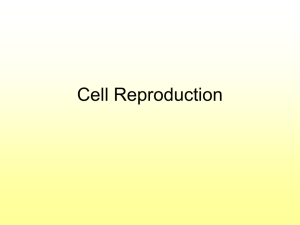 Cell_Reproduction4