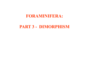 321-04c-ForamDimorphism02