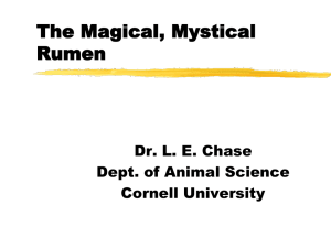 The Magical, Mystical Rumen