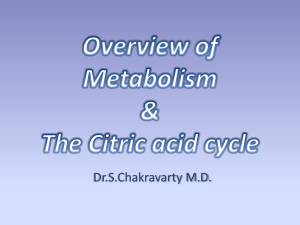 The Citric acid cycle (2)