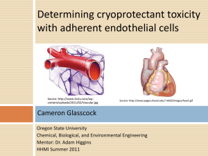 Determining cryoprotectant toxicity with adherent endothelial cells