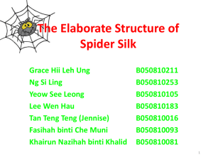The Elaborate Structure of Spider Silk