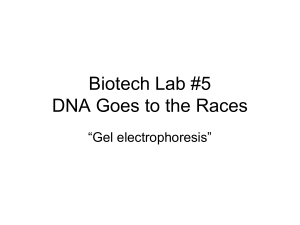 Gel Electrophoresis Powerpoint