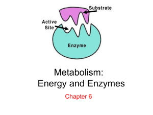 Ch 6 Metabolism_ Energy and Enzymes
