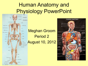 Human Anatomy and Physiology PowerPoint