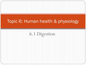 6.1 Digestion - HIS IB Biology 2011-2013