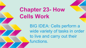 Chapter 23- How Cells Work