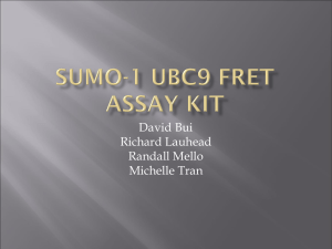 SUMO-1 UBC9 FRET Assay Kit